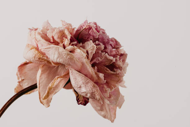 istock Beautiful wilted pink peony on white background. Studio shot 1159307999