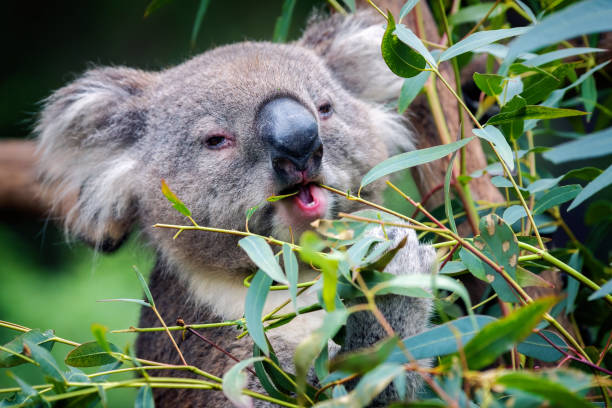 koala (phascolarctos cinereus) - cinereous photos et images de collection