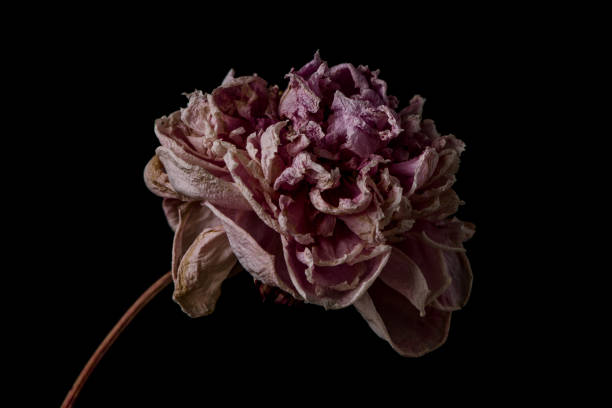 istock Beautiful wilted pink peony on black background. Studio shot 1159308073