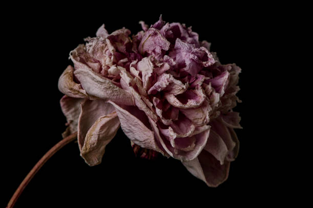 istock Beautiful wilted pink peony on black background. Studio shot 1159308218