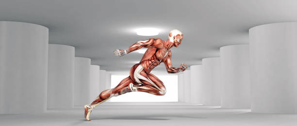 istock Male muscular system running in a white room . 3d render 1159308858