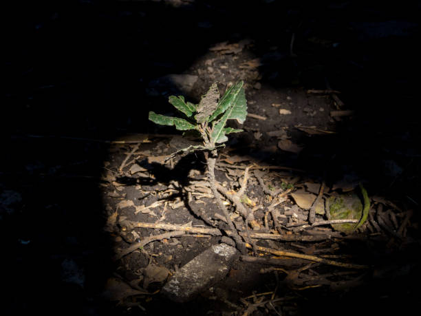 istock Single laurel plant, lit by the sun 1159310841