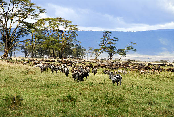 istock Fauna and flora in the Ngorongoro Crater 115931283