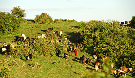 Ngorongoro Conservation Area.