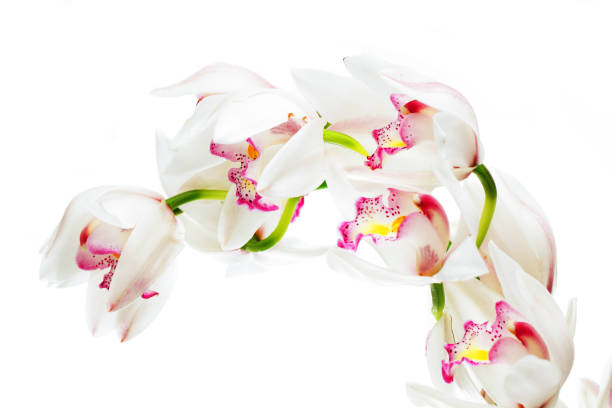 istock colorful cymbidium flower with white background. 1159316326