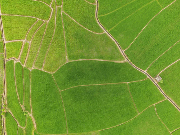 istock The beautiful landscape of rice fields 1159317261