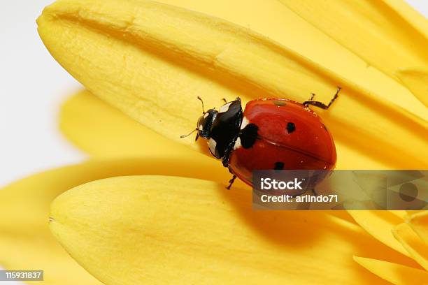 Joaninha Em Amarelo Gérbera 06 - Fotografias de stock e mais imagens de Fundo Branco - Fundo Branco, Joaninha, Amarelo