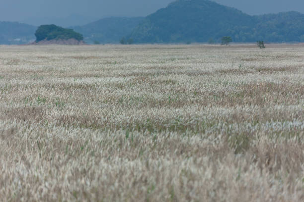 beautiful fields and a tree - 5105 imagens e fotografias de stock