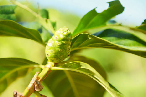 Noni fruit herbal medicines / fresh noni on tree - Other names Great morinda , Beach mulberry or Morinda Citrifolia Noni fruit herbal medicines / fresh noni on tree Other names Great morinda , Beach mulberry or Morinda Citrifolia noni fruit stock pictures, royalty-free photos & images