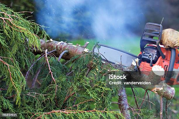 Conifer Chainsawing A 사슬톱에 대한 스톡 사진 및 기타 이미지 - 사슬톱, 연기-물리적 구조, 나무 부스러기