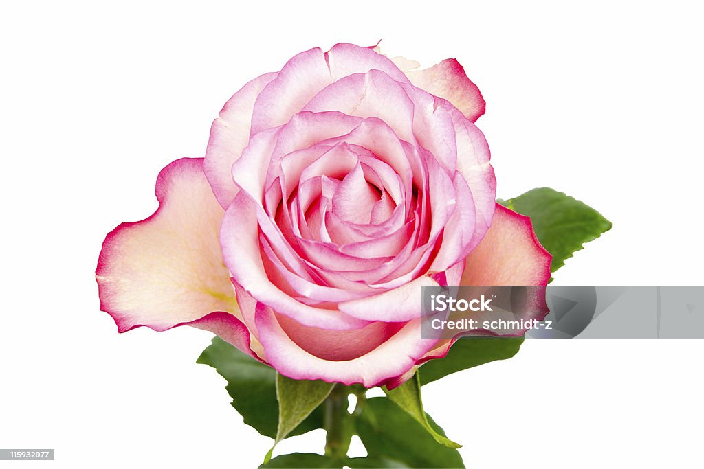 Rose Rose isolé sur blanc avec un Tracé de détourage - Photo de Blanc libre de droits