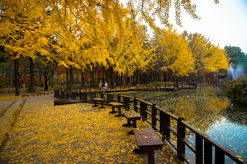 Beautiful trees and paths in autumn, Beautiful autumn scenery
