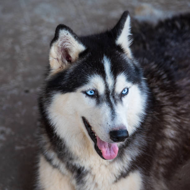 istock siberian husky 1159321239