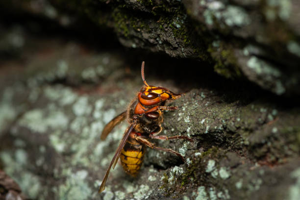 istock A European hornet sitting on a tree 1159321262
