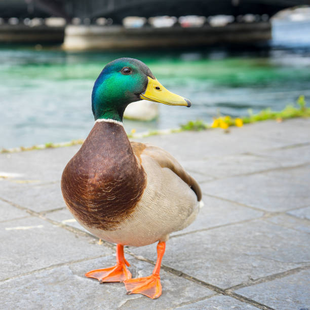 istock mallard duck in Geneve, Switzerland 1159321436