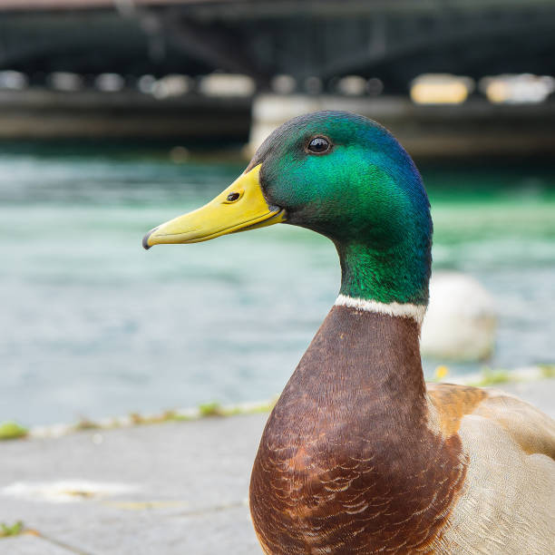 istock mallard duck in Geneve, Switzerland 1159321484