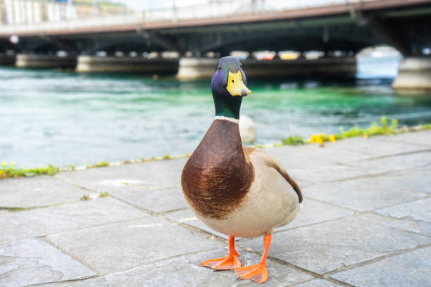 istock mallard duck in Geneve, Switzerland 1159321493