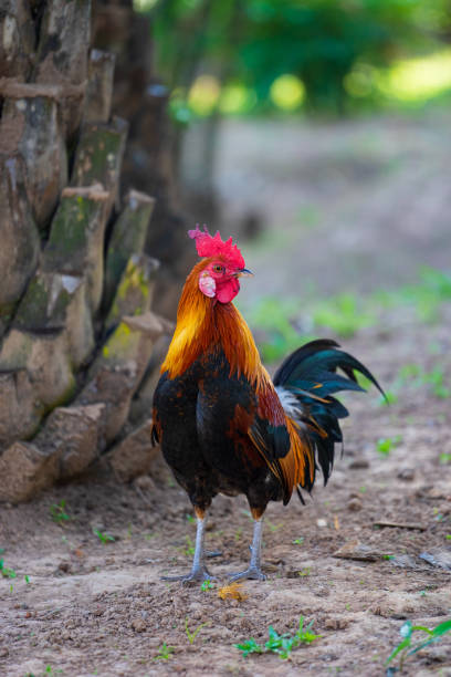 istock A colorful rooster with red cockscomb. 1159321506