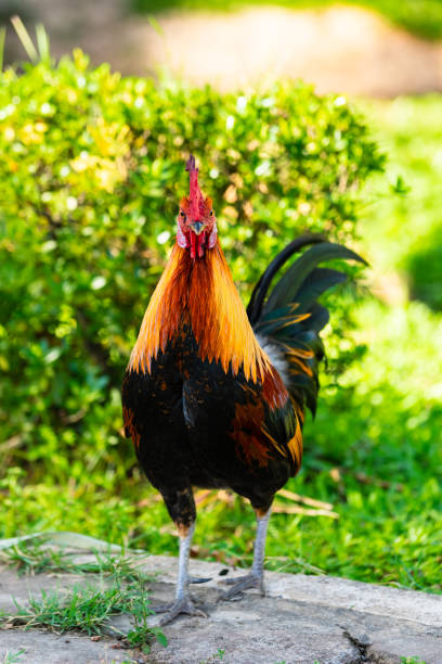 istock A colorful rooster with red cockscomb. 1159322161