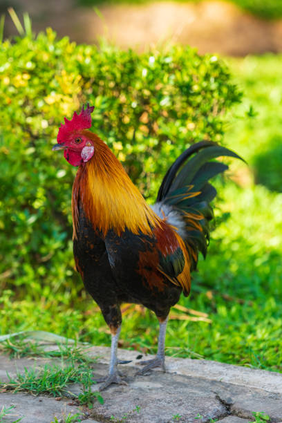 istock A colorful rooster with red cockscomb. 1159322191