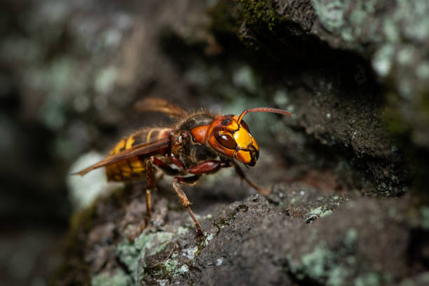 A European hornet sitting on a tree