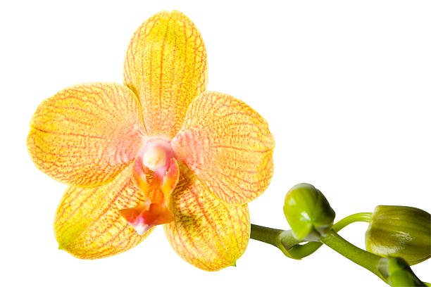 istock Orchid flower isolated on white with clipping path 115932306