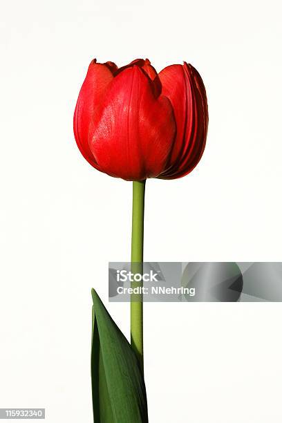 Czerwony Tulipan - zdjęcia stockowe i więcej obrazów Bez ludzi - Bez ludzi, Białe tło, Czerwony