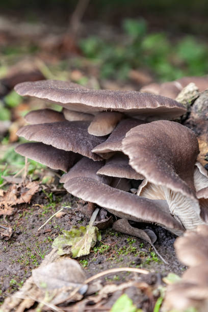 istock Oyster mushrooms are grown on tree stumps 1159324038