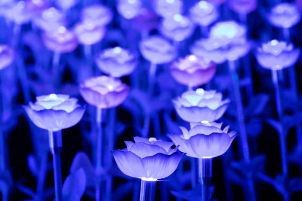 Beautiful glowing rose artificial flower.Selective focus glowing rose in dark background.