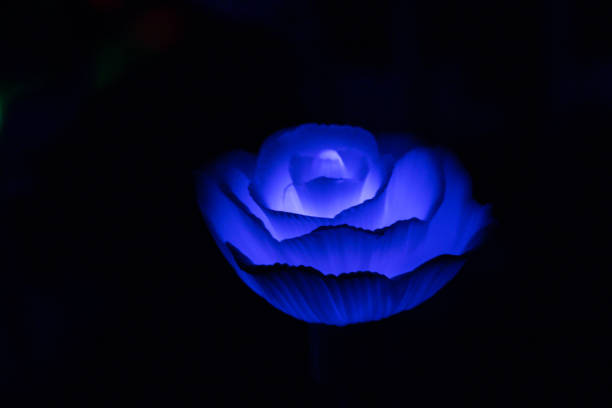 Beautiful glowing rose artificial flower.Selective focus glowing rose in dark background.