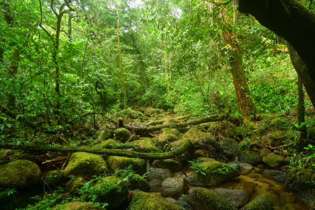 istock waterfall in the jungle at Thailand 1159325025