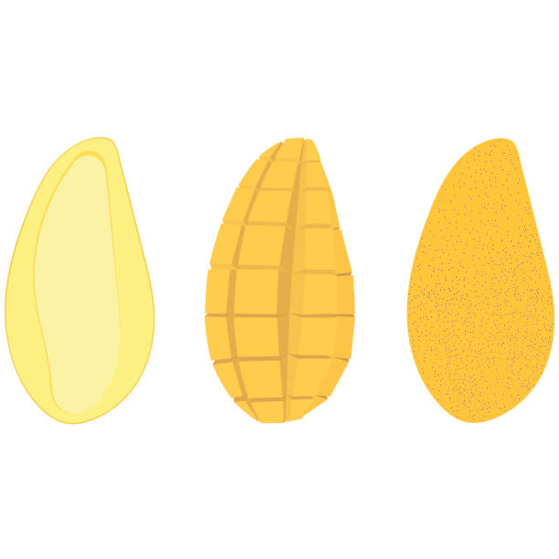 Set of mango in three types – half with a bone, cut, in a peel. Vector illustration.