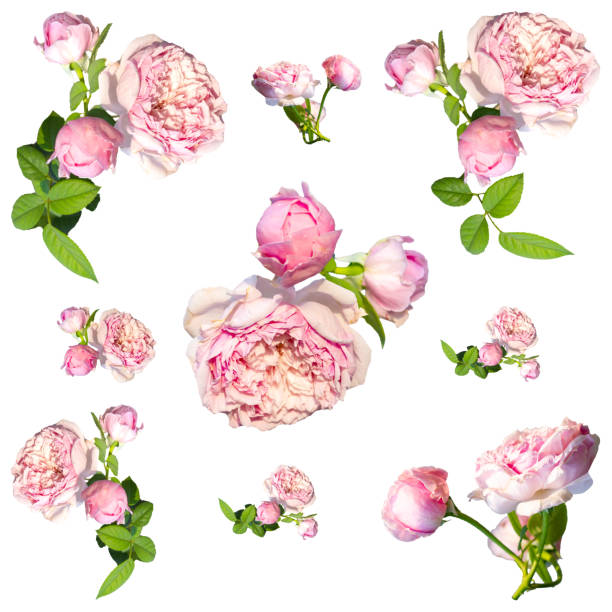 istock Pink rose seamless pattern isolated on the white background. 1159326755