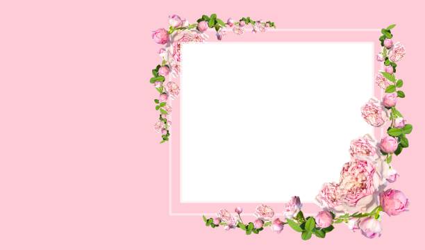 istock Framework from pink roses isolated on pink background.Photo with clipping path. 1159326773