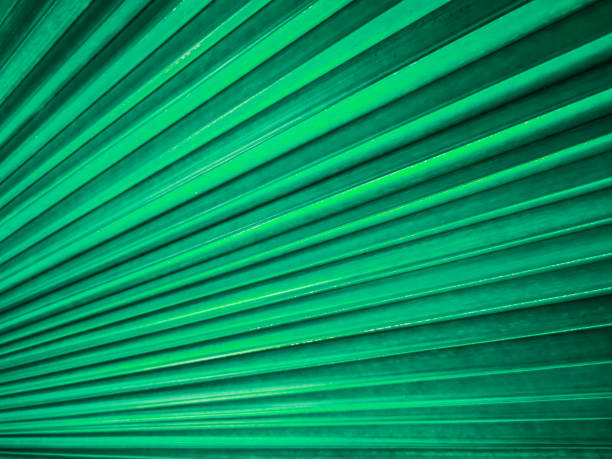 istock Close up of a pattern and texture green palm leave background. 1159326780