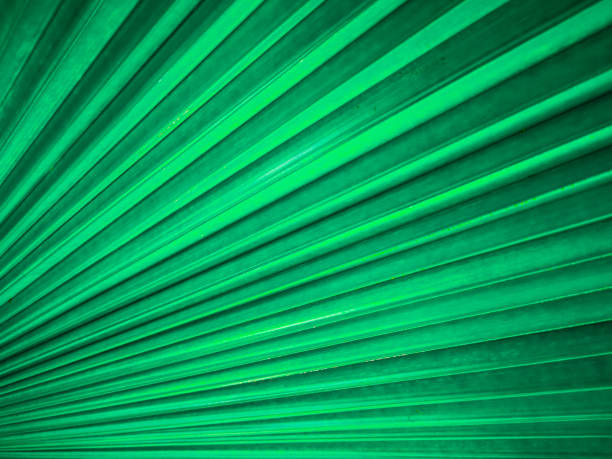istock Close up of a pattern and texture green palm leave background. 1159326917