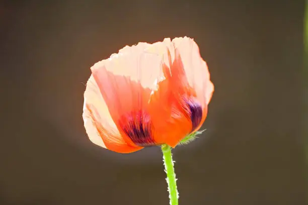 shining red poppy flowers closeup view with translucent sun petals