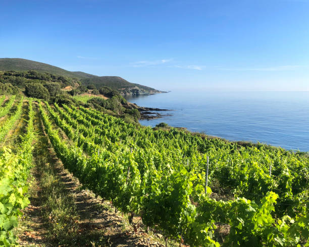 Coastal vineyard. Cap Corso, Corsica, France. Coastal vineyard. Cap Corso, Corsica, France. corsica photos stock pictures, royalty-free photos & images