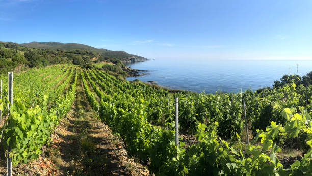 istock Coastal vineyard. Cap Corso, Corsica, France. 1159329050