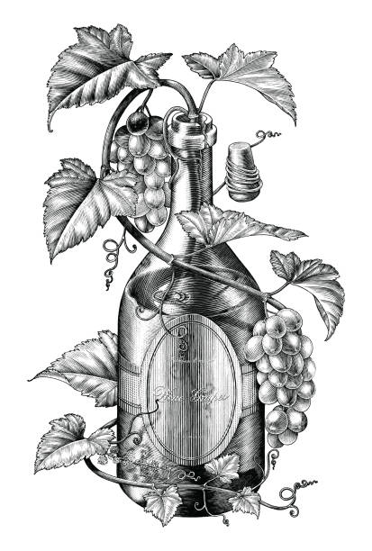 illustrazioni stock, clip art, cartoni animati e icone di tendenza di uve che twing in bottiglia di vino illustrazione clip art in bianco e nero, il concetto di fasciatura dell'uva da vino - classical style illustrations