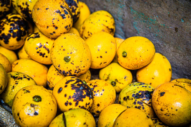 Ripe mangoes