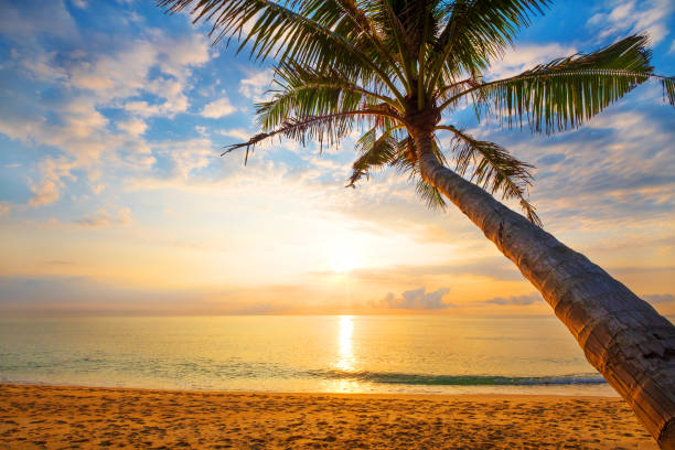 istock tropical beach in sunrise 1159331097
