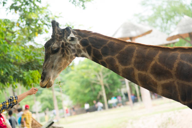 istock Women's hands feeding giraffes in the zoo 1159331099