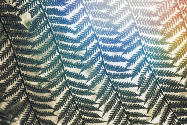 New Zealand's plant life is to Kiwis, something that is iconically New Zealand. Many of these plants native environments are indigenous only to New Zealand/ Aotearoa.