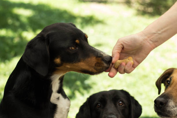 istock Dogs Are Waiting For Their Food 1159331491