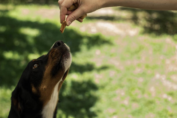 istock Dogs Are Waiting For Their Food 1159331518