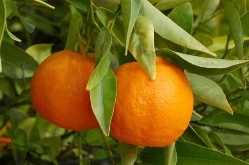 mandarin oranges on the ang pao pack