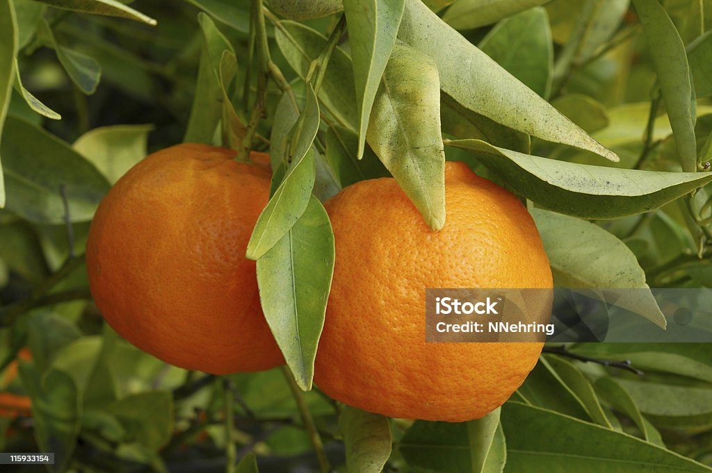 Tangerina, Citrus reticulata, frutas na árvore - Foto de stock de Tangerina royalty-free