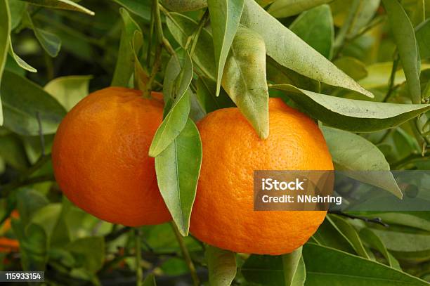 Foto de Tangerina Citrus Reticulata Frutas Na Árvore e mais fotos de stock de Tangerina - Tangerina, Árvore, Agricultura