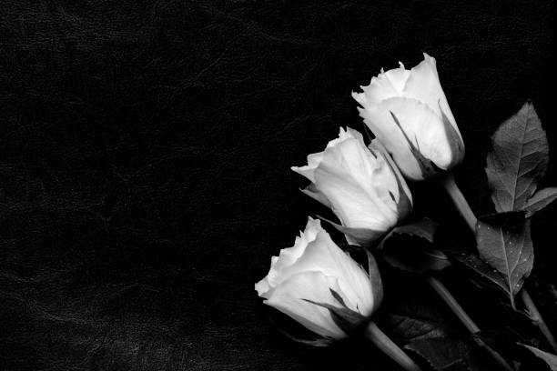 istock Beautiful white roses on a dark background close up black and white 1159332526